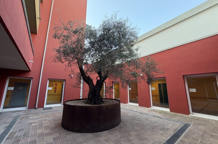 Ulivo in grande vaso rotondo, circondato da edifici rossi e pavimento in pietra