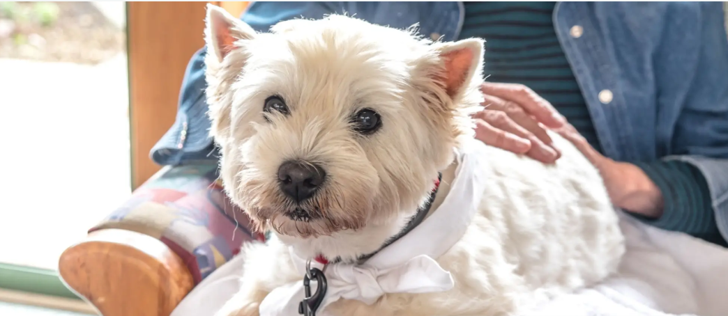 Cagnolino bianco con un ospite.